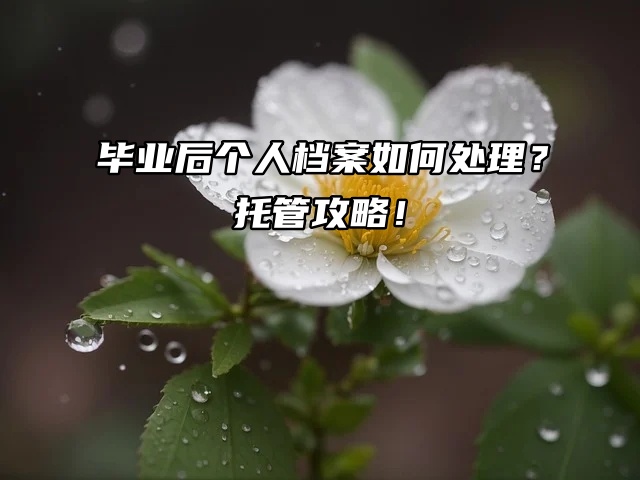 毕业后个人档案如何处理？托管攻略来袭！