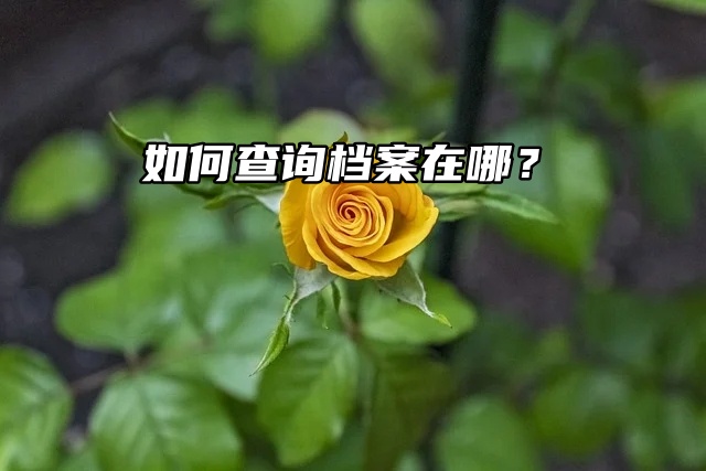 档案查询步骤：怎么查询档案在哪？