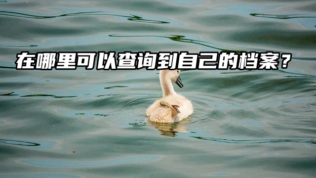 急死了！在哪里可以查询到自己的档案？