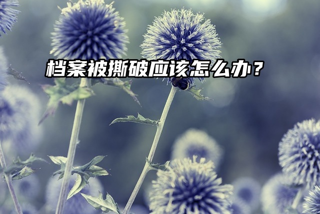 档案被撕破应该怎么办？激活秘诀在这里！