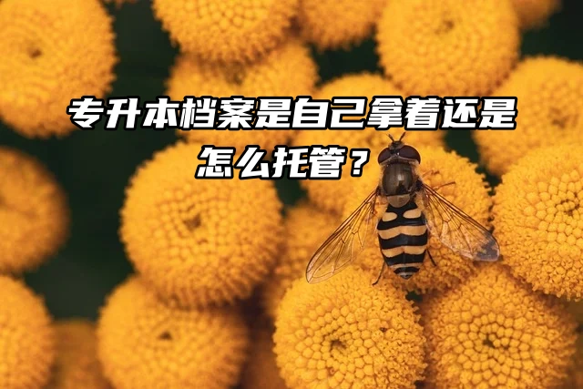 专升本档案是自己拿着还是怎么托管？