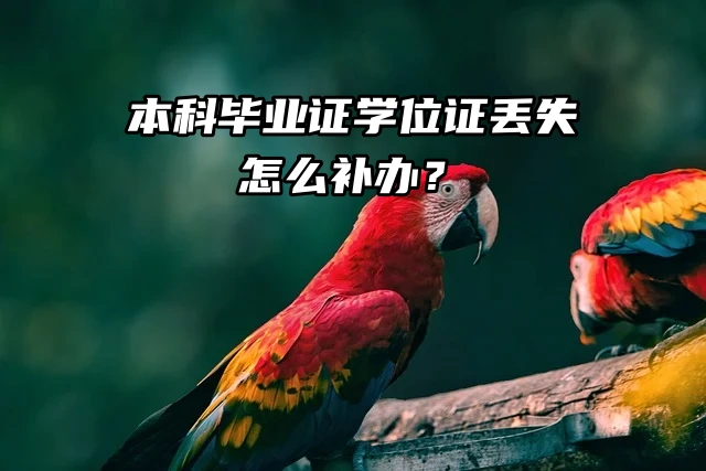 本科毕业证学位证丢失怎么补办？流程来了！