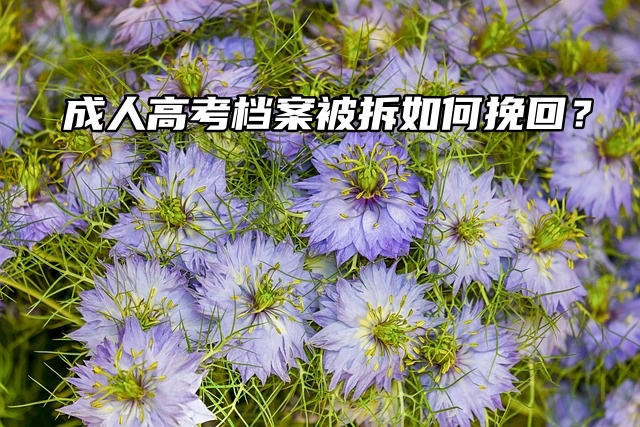 成人高考档案被拆如何挽回？补救措施如下！